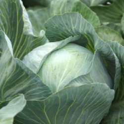 Kapusta Nobel F1 2500 nasion st